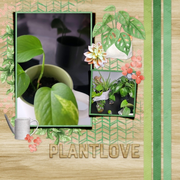 Plants