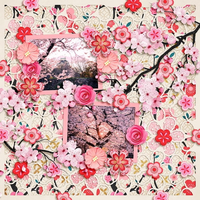 Cherry Blossoms
