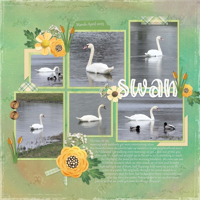 Swan