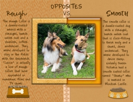 Opposites---Rough-vs-Smooth.jpg