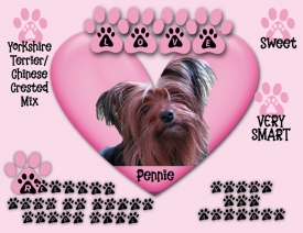 Pennie3.jpg
