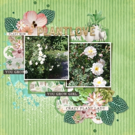 Roses2.jpg